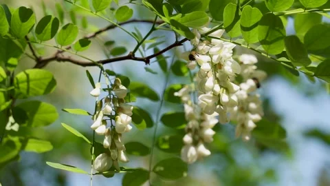 Spring locust trees are full of locust flowers Stock Footage 156688723