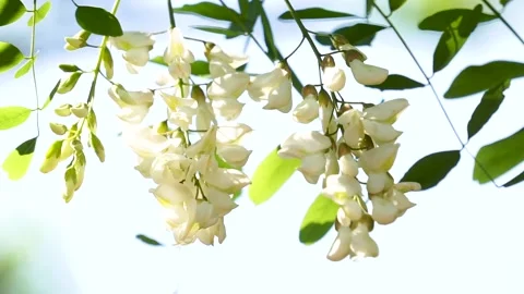 Spring locust trees are full of locust flowers Stock Footage 156688734