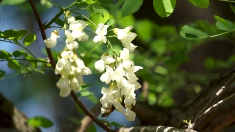 Spring locust trees are full of locust flowers Stock Footage 156688741
