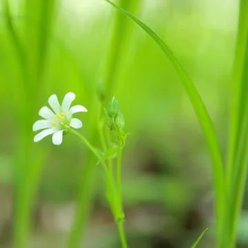 Spring. Lonely flower. Stock Photos
