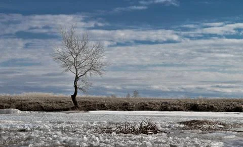 Spring lonely tree Stock Photos