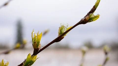 Spring look Stock Footage 128802059
