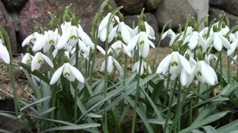 Spring lovely snowdrops in the garden Stock Footage 22741353