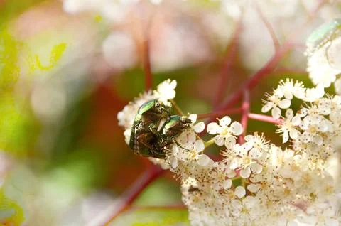 Spring lovers . Close up of two green Insects in the Springtime Stock Photos