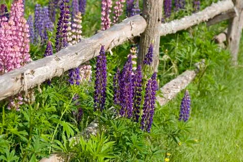 Spring lupins Stock Photos