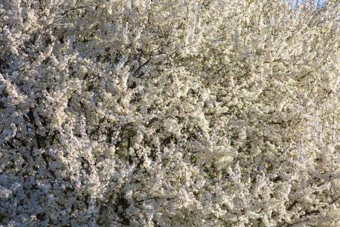 Spring, lush cherry blossom trees. Beautiful flowers on the branches Foto stock