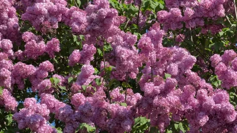 In spring, the lush lilac bushes bloom with fragrant flowers. Video stock 334351385