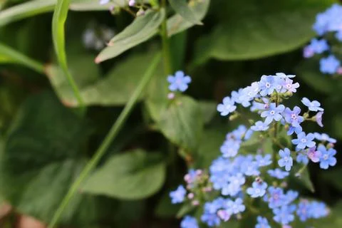 Spring macro leaf and flower of new life Stock Photos