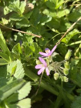 Spring Macro World Stock Photos