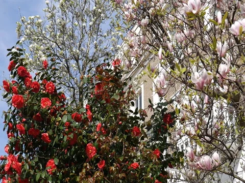 Spring. Magnolia and red flowers. Stock Footage 73845721