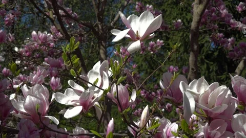 Spring Magnolia Tree Branches Slider Shot Stock Footage 190462320