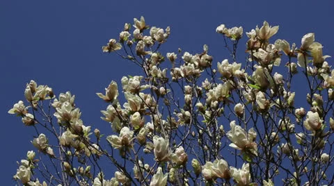 Spring magnolia tree Stock Footage 22770076