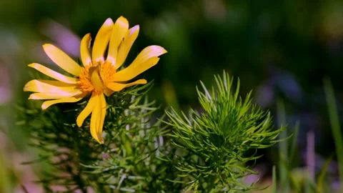 Spring Mallow3 Stock Footage 134455479
