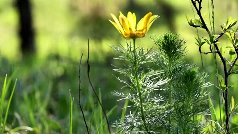Spring Mallow4 Video stock 134455229