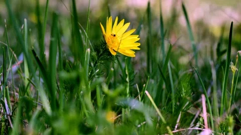 Spring Mallow7 Stock Footage 134455460