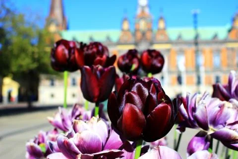 Spring in Malmo Фото