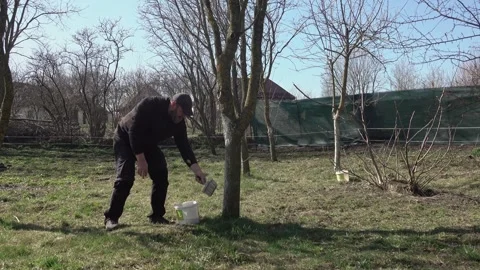 Spring. Man whitewashing trees Stock Footage 333302307
