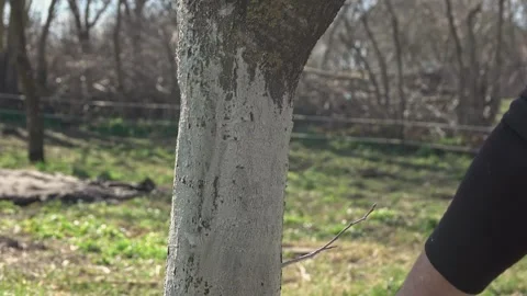 Spring. Man whitewashing trees 스톡 동영상 333302310