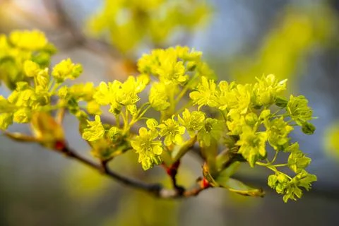 Spring maple blossom, maple flowers close-up on a blurry background Stock Photos