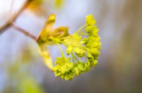 Spring maple blossom, maple flowers close-up on a blurry background Stock Photos