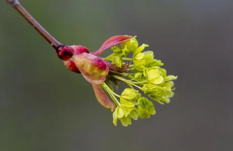 Spring maple blossom, maple flowers close-up on a blurry background Stock Photos