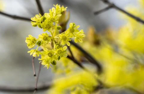Spring maple blossom, maple flowers close-up on a blurry background Stock Photos