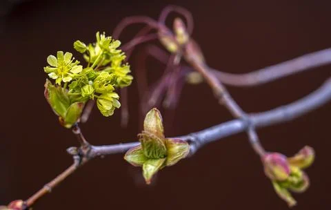 Spring maple blossom, maple flowers close-up on a blurry background Stock-Fotos