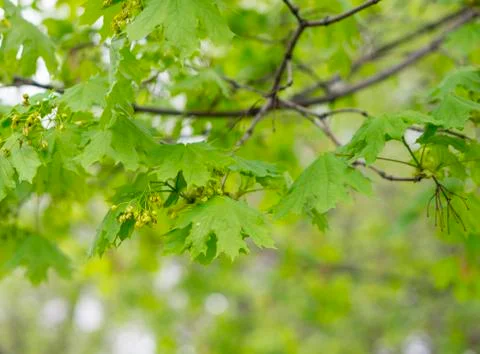 Spring maple leaf Stock Photos
