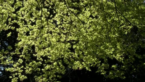 Spring Maple Leaves Video stock 178772188