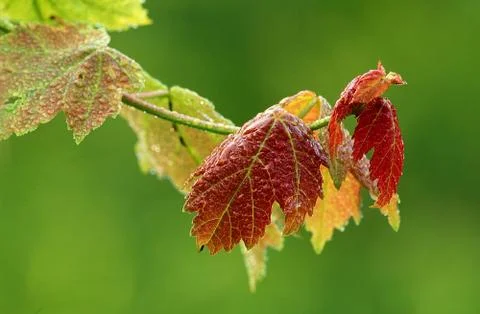 Spring Maple Leaves Stock Photos