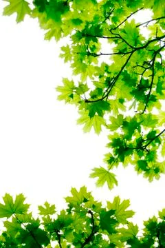 Spring maple leaves shine with the sun Stock Photos