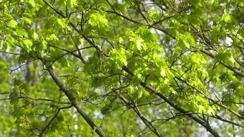 Spring maple leaves sunlight background. Stock Footage 109589530