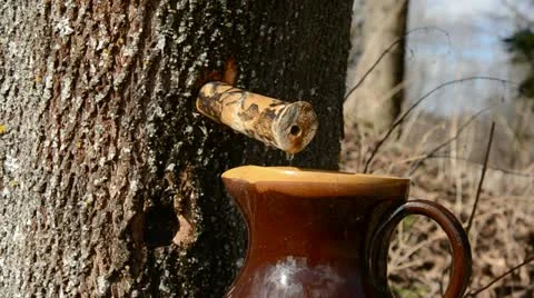 Spring maple sap drops in the forest Stock-Footage 11138587