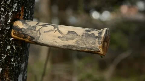 Spring maple sap fresh drops and  bottle 스톡 동영상 10829816