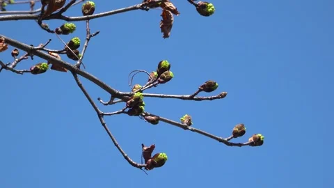 Spring Maple Tree Branches Blooming Over Clear Blue Sky Stock Footage 345008272