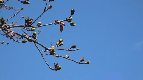 Spring Maple Tree Branches Blooming Over Clear Blue Sky Stock Footage 345008308