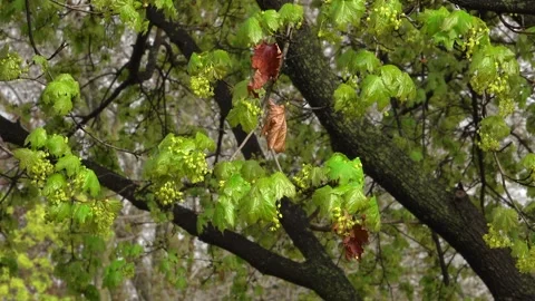 Spring Maple Tree Branches With Fresh Green Leaves Growing Stock Footage 345008342