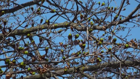 Spring Maple Tree Buds Blooming Against Clear Blue Sky Stock Footage 345008374