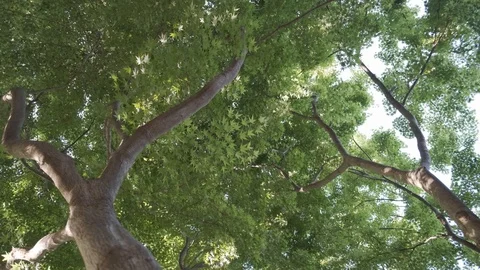 Spring Maple Tree Canopy Video stock 106953006