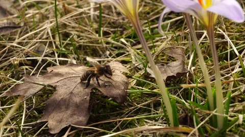 Spring March bee Apis mellifera on brown leaf Stock Footage 170893874