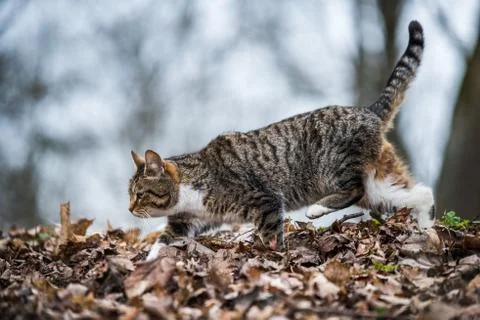 Spring March tabby cat is walking on dry leaves Stock Photos