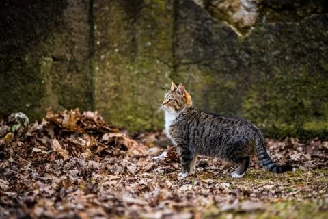 Spring March tabby cat is walking on dry leaves Stock Photos