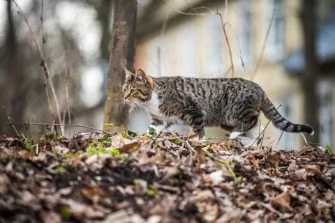 Spring March tabby cat is walking on dry leaves Stock-Fotos