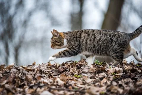Spring March tabby cat is walking on dry leaves Foto stock