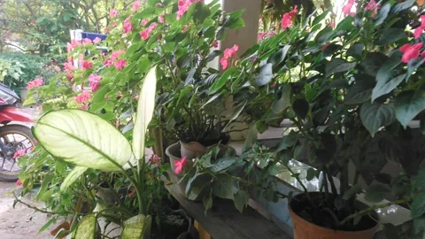 Spring is marked by the blooming of flowers Stock Footage 219581900