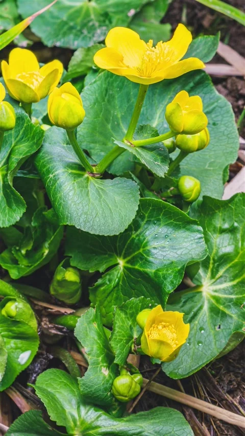 Spring Marsh Marigold Flowers Blooming in Swamp Meadow, Caltha Palustris Stock Footage 315995804