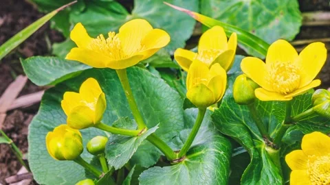 Spring marsh marigold flowers caltha palustris bloom in swamp Growing Time lapse 스톡 동영상 153925375