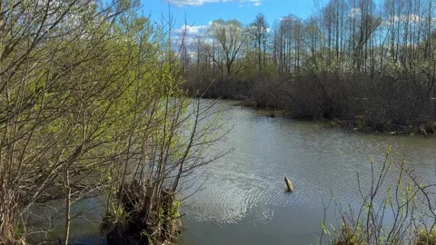 Spring marshy river with fresh green trees and calm water Vídeo Stock 333593349