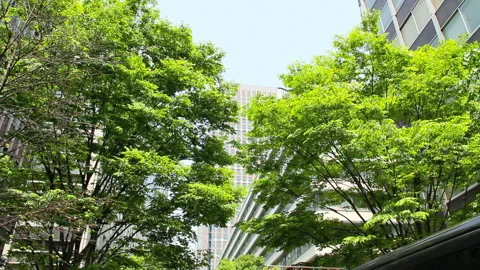Spring in Marunouchi 스톡 동영상 327557353