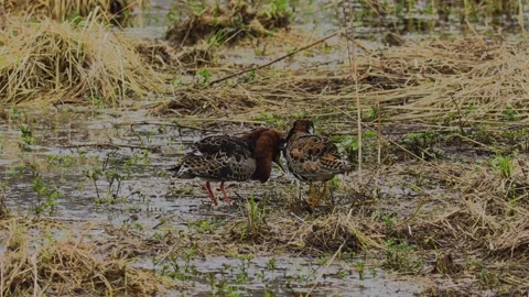 Spring. Mating games of birds. Stock Footage 241533479
